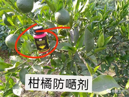 高温对果蔬的伤害是巨大的，那么我们该如何防治呢？