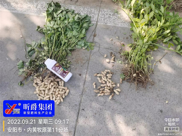 安阳内黄昕爵淝力精花生产量实测观摩会！