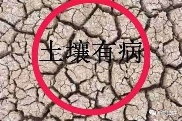 昕爵菌肥e稼，从根解决土壤病害问题！