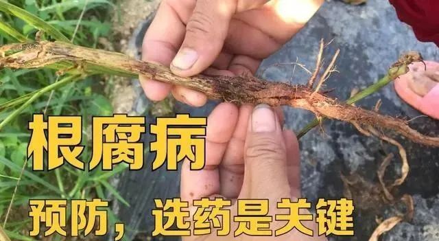 大棚蔬菜定植苗前，预防根腐病、提高成活率，用肥该选谁？