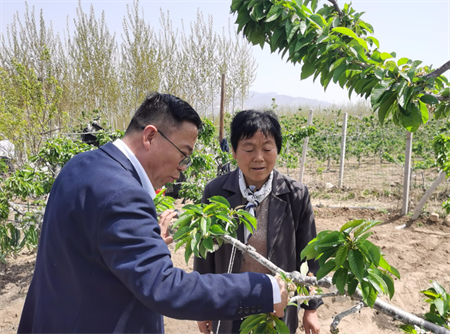 果树花期落花落果、花多果少是因为什么？