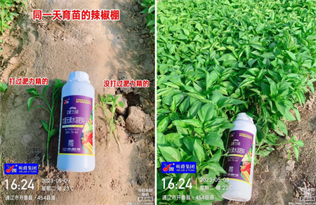 蔬菜要防病又要产量高，就用叶面追肥产品淝力精替代尿素