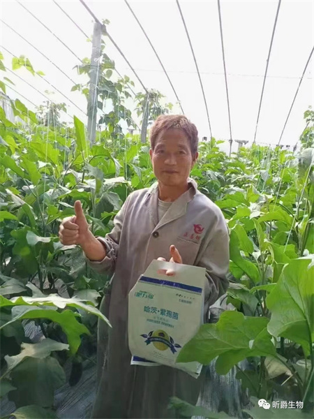 土传性病害就用昕爵哈茨紫苞菌防治