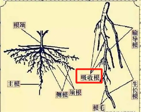 果树秋施基肥，就用昕爵生物菌肥菌肥e稼