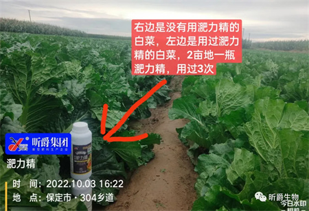 提高白菜产量，用叶面追肥产品淝力精就对了