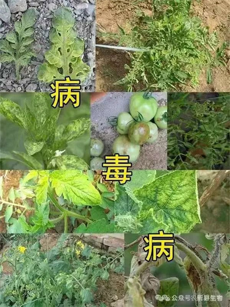 用了昕爵新缉▪毒，有效防治叶菜类作物病毒病