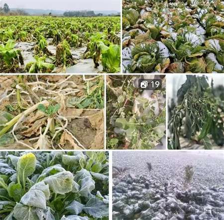 小雨雪、大降温，赶快给植物用防冻剂寒伏